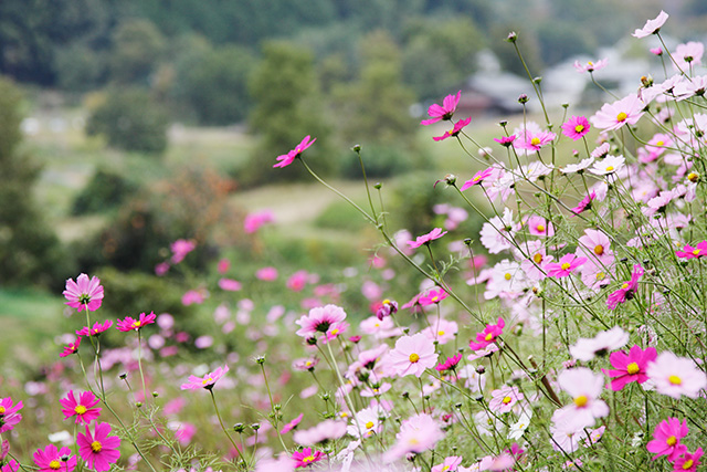 �R�X���X�̉�